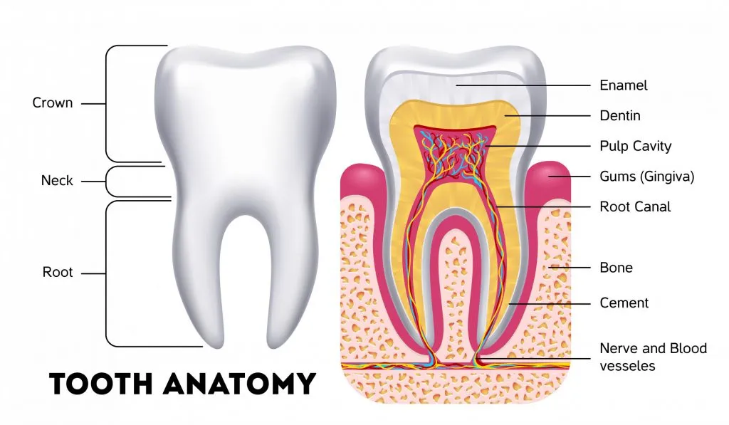 diagram of exterior and interior of a tooth